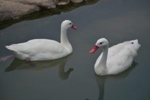 two swans reflect in the water.